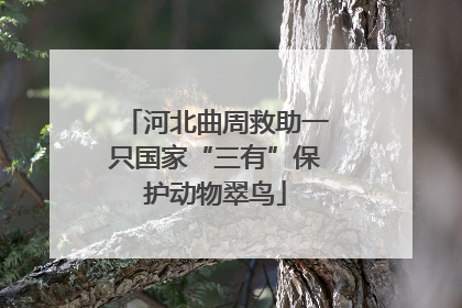 河北曲周救助一只国家“三有”保护动物翠鸟